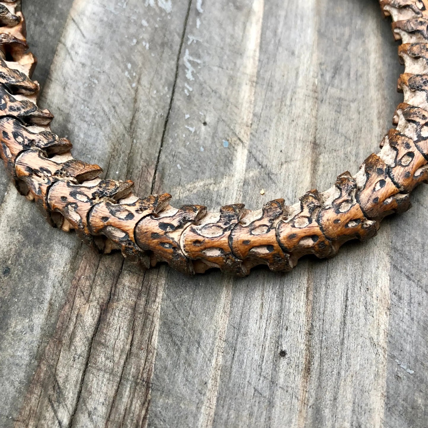 Snake Vertebrae Bracelet